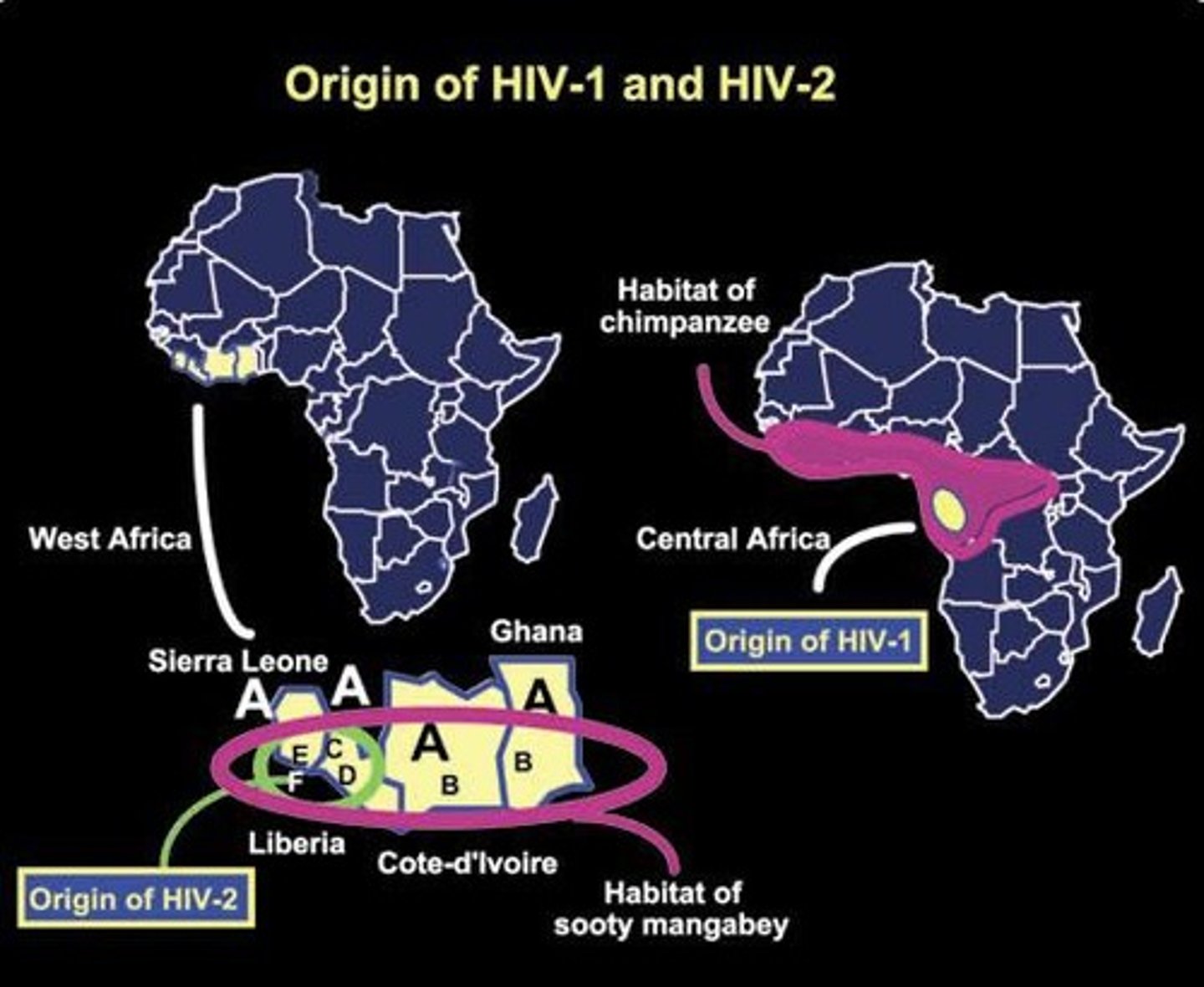 <p>Disease pathogens can jump from primates to humans, as seen with HIV.</p>