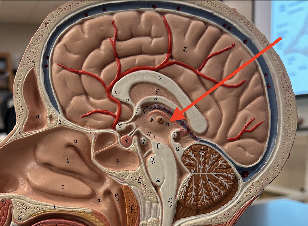 <p>structure containing thalamus and hypothalamus</p>