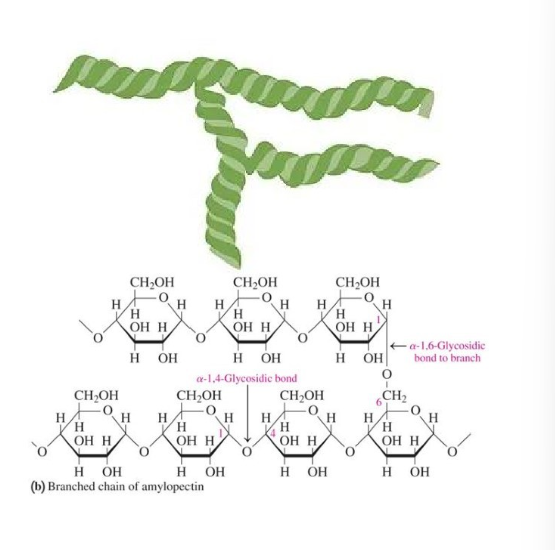 <ul><li><p>a (1→ 6) glycosidic bonds</p></li><li><p>major component of starch</p></li><li><p>branched polysaccharide</p></li><li><p>branching occurs every 30 glucose units</p></li></ul>