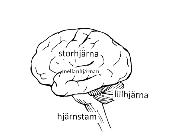<ol><li><p><strong>Hjärnstammen</strong></p></li><li><p><strong>Mellanhjärnan</strong></p></li><li><p><strong>Lillhjärnan</strong></p></li><li><p><strong>Storhjärnan</strong></p></li></ol><p><mark data-color="#d4fff4" style="background-color: rgb(212, 255, 244); color: inherit;">Hjärnans blodkärl omges av epitelceller som är tättpackade så att det är svårt att skicka upp mediciner som ska släppas i hjärnan</mark></p>