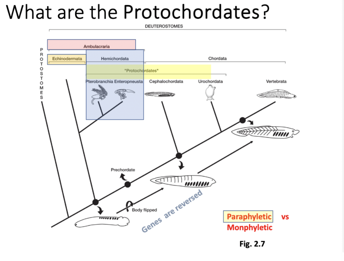 <ul><li><p>“first chordates”</p></li><li><p><strong>paraphyletic group-</strong> not looking at a mrca and all of its descendants, just some of them&nbsp;</p><ul><li><p>leaves out vertebra and echinodermata&nbsp;</p></li></ul></li><li><p>consists of:</p><ul><li><p>hemichordata: pterobranchia + enteropneusta</p></li><li><p>chordata (only 2/3 lineages, actual chordates): cephalochordata + urochordata&nbsp;</p></li></ul></li></ul><p></p>