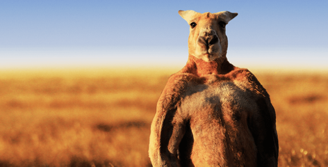 <p>red kangaroo</p>