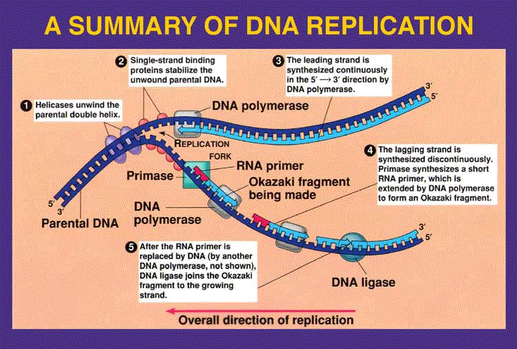 <p>polymerase continues to previous primer and the clamp loader places primase on new site (the primase adds a short RNA primer, which is continued by the polymerase to form an okazaki fragment)</p><p>it is built in pieces because it cannot continually add bases because it is in the 3’ —&gt; 5’ direction</p>