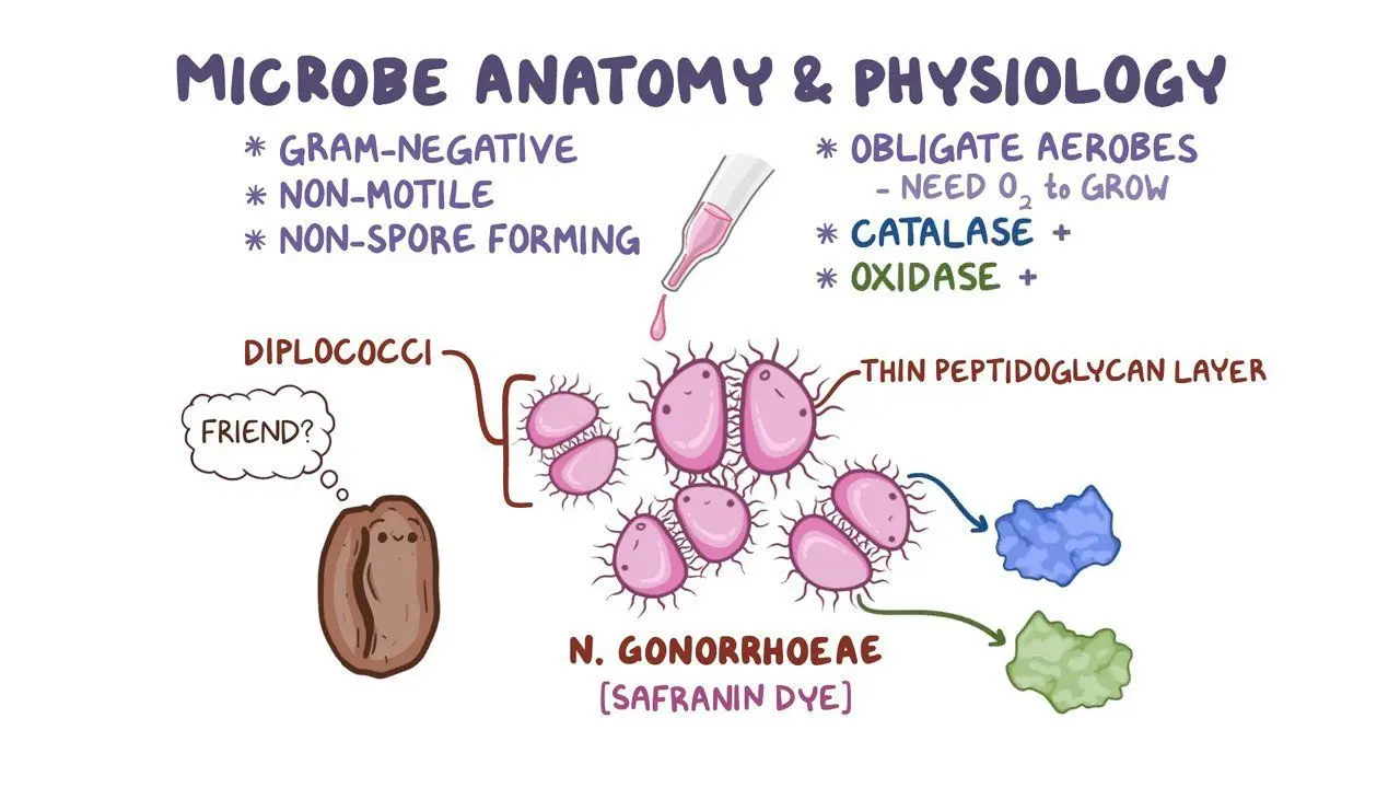 <p>A <strong>kidney bean-shaped, Gram-negative diplococci</strong>, and <strong>does not have a capsule</strong>.</p>