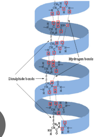 <p>Tough, insoluble protein</p><p>Right-handed a-helical structure form left-handed coiled coil</p><p>Rich in cys → disulfide bonds to cross-link</p>