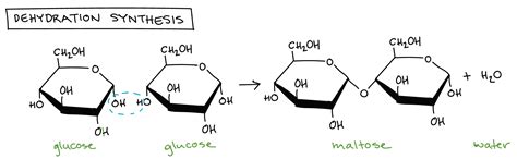 <p>A chemical reaction in which two molecules are bonded together with the removal of a water molecule.</p>