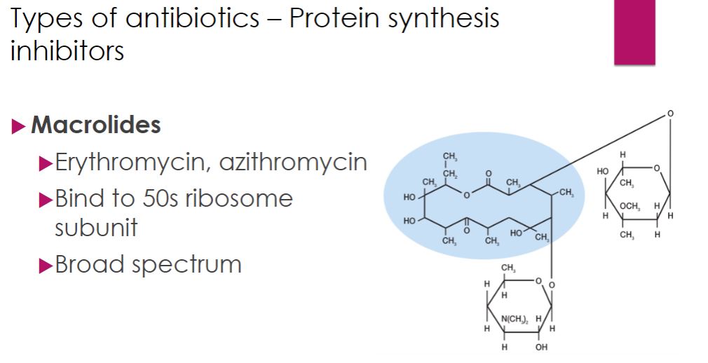 <p>Macrolides</p>