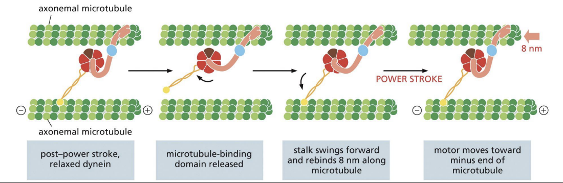 <p>ATP binding = “linker-swing, dynein-winch” mechanism where head domain is thrown like a fishing hook before reattaching to MT. </p><p>Hydrolysis of ATP and release of ADP + Pi = power stroke that pulls tail and attached MT or cargo towards (-) end by 8nm.</p>