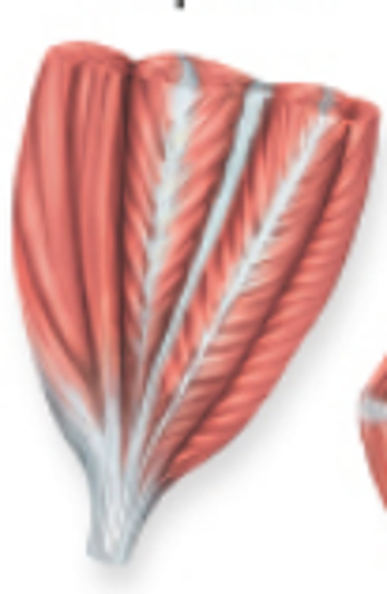 <p>the fascicles insert into a tendon that branches within the muscle</p><p>looks like many feathers situated side by side, whose quills are all inserted into one tendon</p><p>ex: deltoid muscle</p>