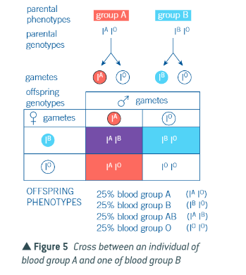 <p>any of the four blood groups</p>