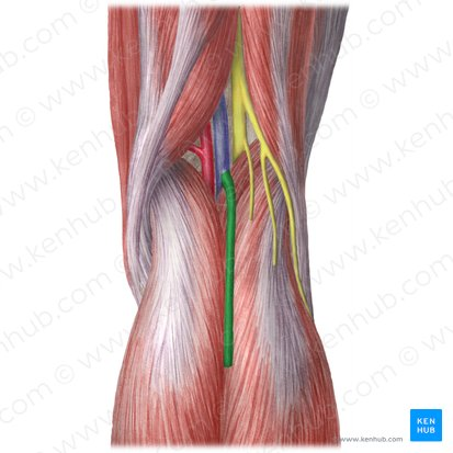 <p>What is the diamond-shaped area in the back of the knee called?</p>