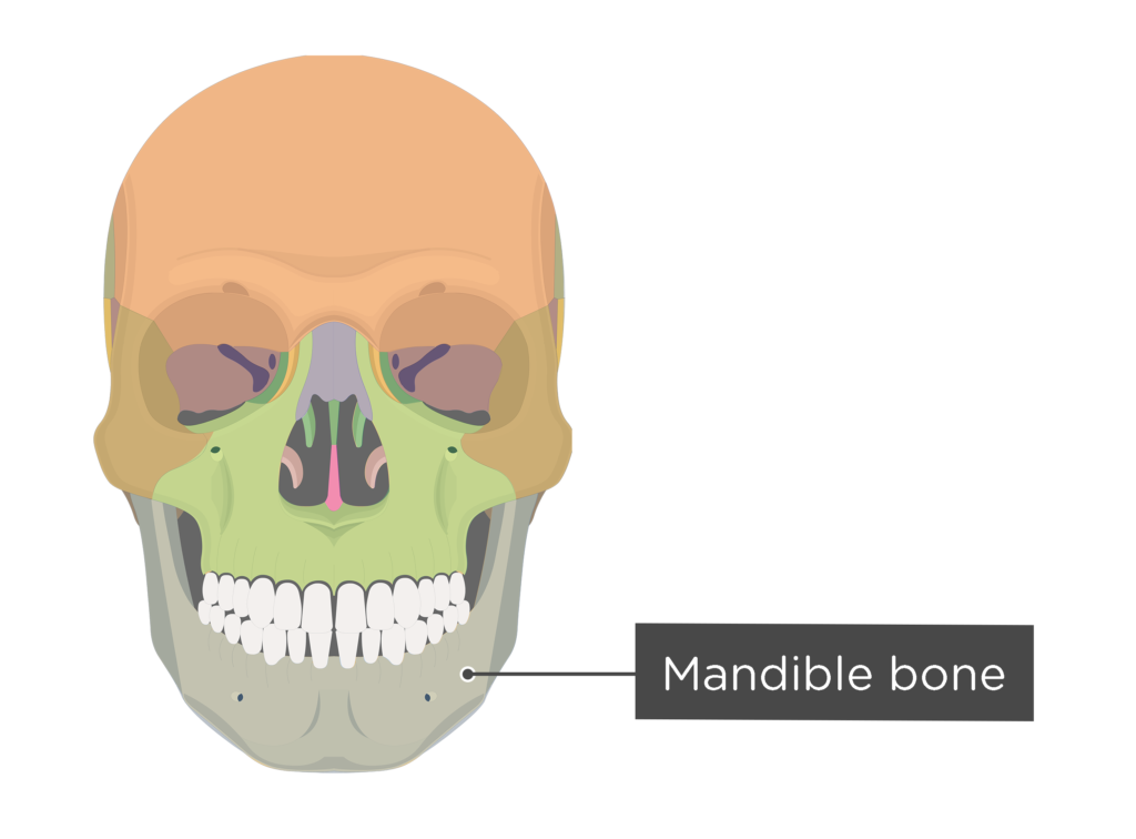 <p>[BONES TO KNOW; facial] lower jaw; strongest bone in the skull</p>