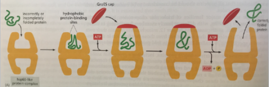 <p>E. Coli GroEL subunits rotate hydrophobic to hydrophilic surfaces, promoting protein folding </p>