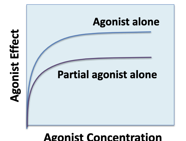 <ul><li><p>partial agonist = molecules that activate receptors but are <u>unable to elicit the max response</u> of the receptor system even when all of the receptors are occupied (bound) by the agonist</p></li><li><p>b/c partial and full agonists bind to the <strong>same receptor site</strong> → a partial agonist can <strong>reduce</strong> the response produced by a full agonist → sometimes called “partial antagonists” or “mixed agonist-antagonists”</p></li><li><p>partial agonists can be used therapeutically to buffer a response by <strong>inhibiting</strong> excessive receptor stimulation WITHOUT totally abolishing receptor stimulation</p></li></ul><p></p>