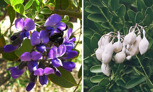 Texas Mountain Laurel