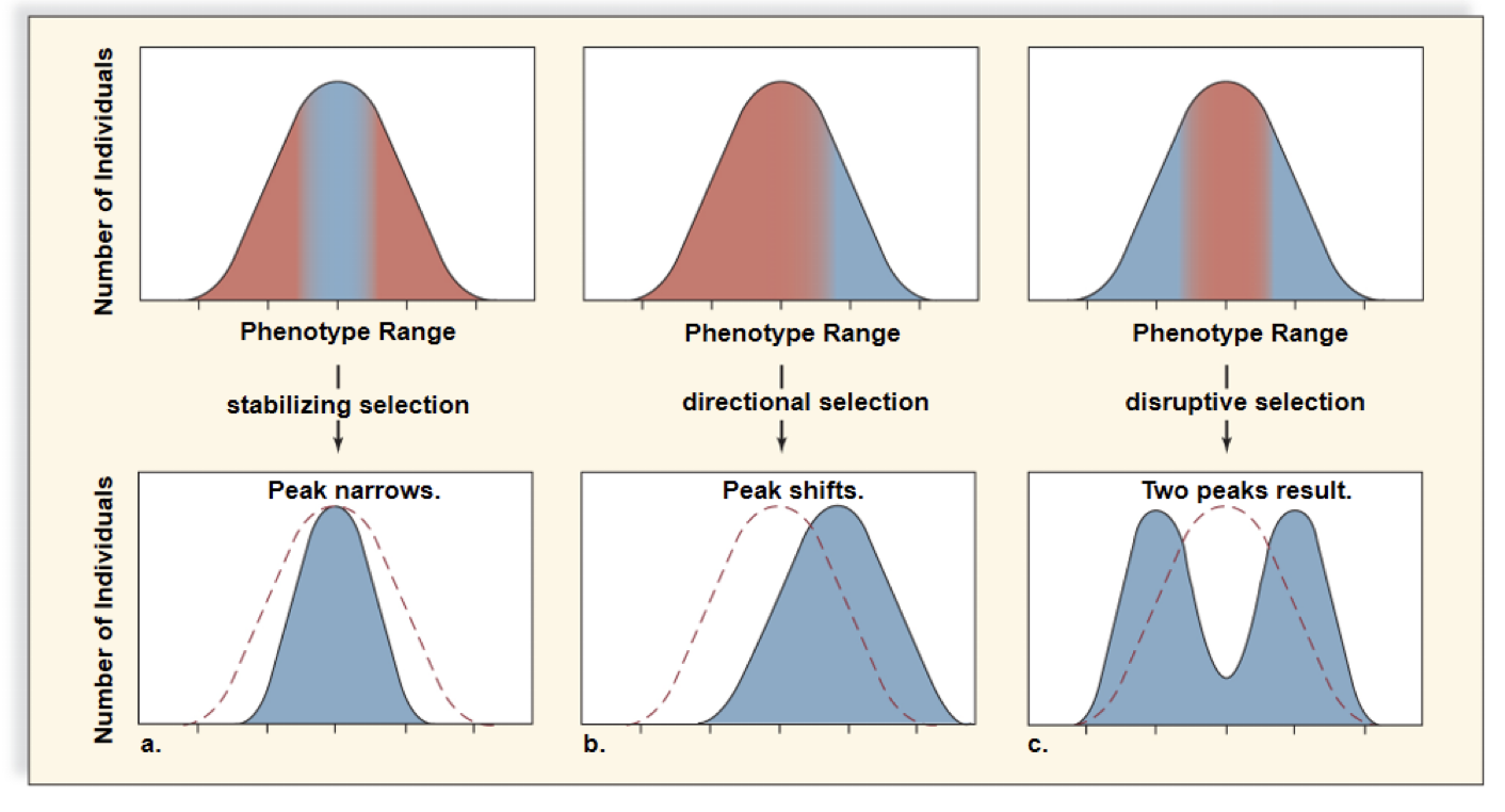 Know the types of natural selections graphs