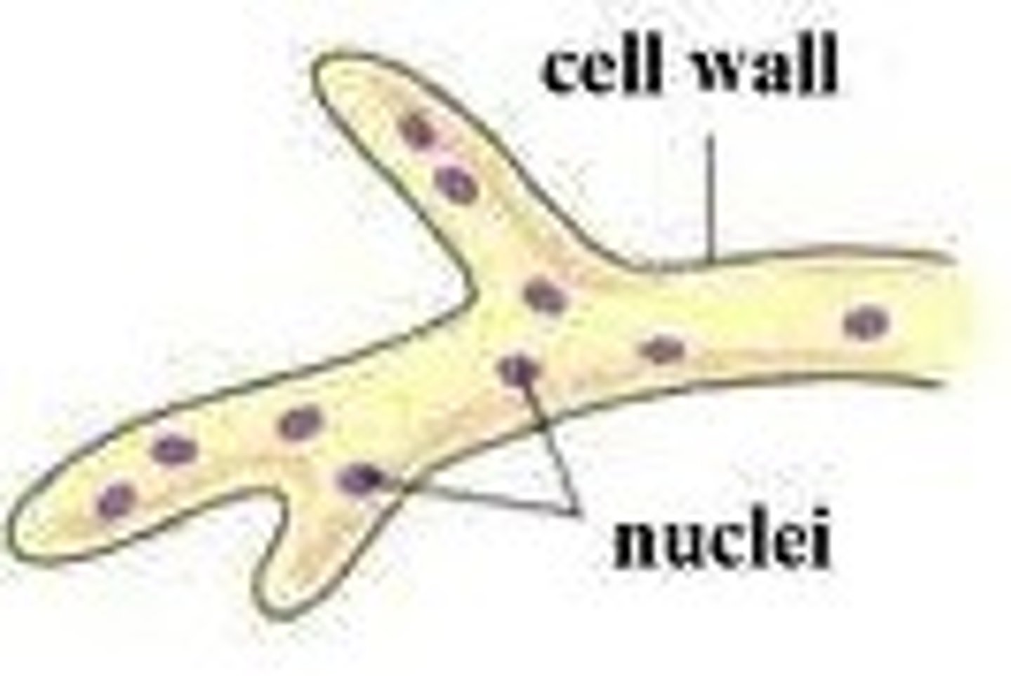 <p>hyphae that contain no septa and appear as long, continuous cells with many nuclei</p>