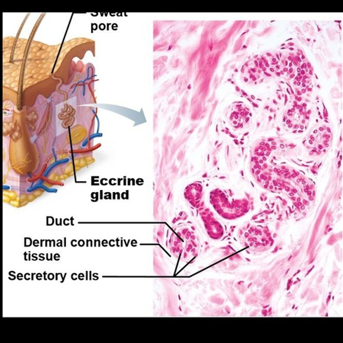<p>Also called sudoriferous glands, present on all skin surfaces except nipples and parts of external genitalia.</p>