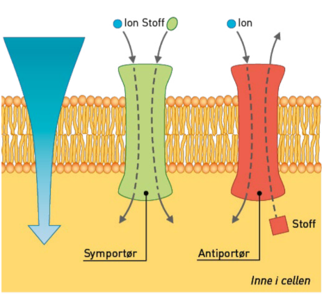 <p><u>Sekundær aktiv transport</u>. Kan transportere flere stoffer samtidig. Symportør og antiportør. Alltid koblet til et ion, som diffunderer MED kons.grad. Diffusjonen driver transporten av de andre stoffene, derfor kan de transporteres MOT sin kons.grad. </p>