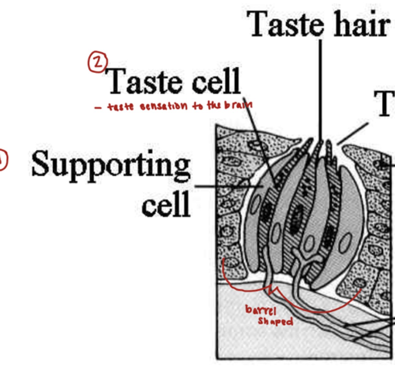 <p>taste cell</p><p>-transmit taste sensation to the brain</p><p>supporting cell</p>