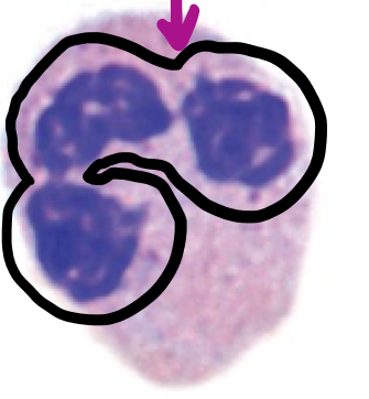 neutrophil