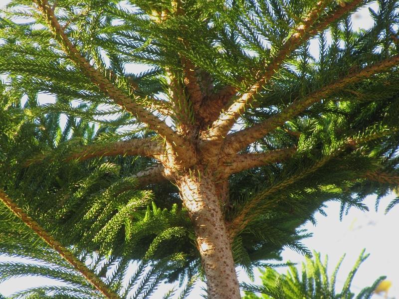 <p>Norfolk Island-pine, Araucaria heterophylla, Araucariaceae</p>