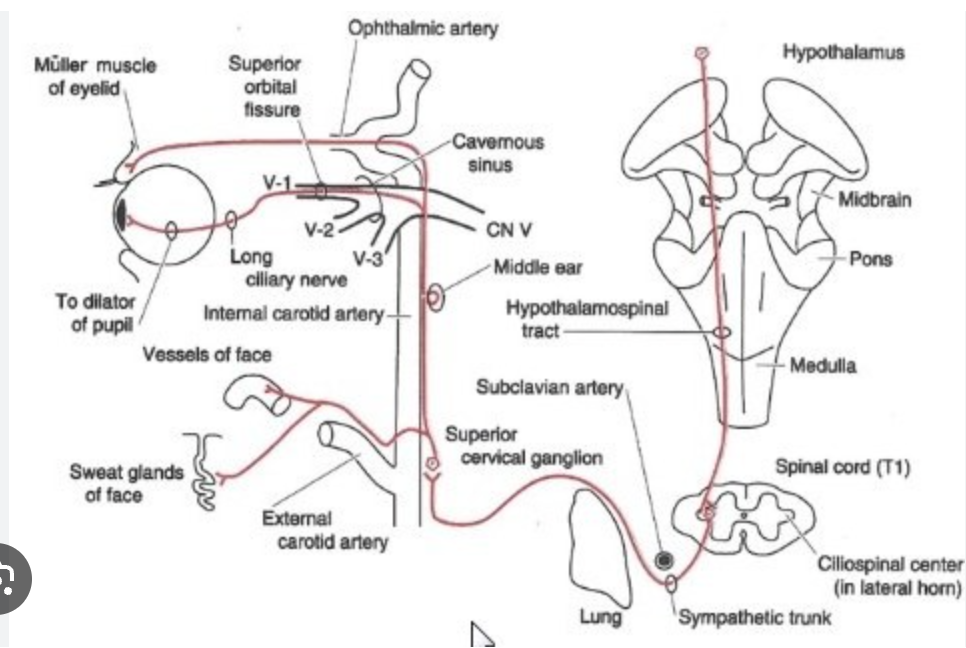 <p>Hypothalamospinal Tract</p>