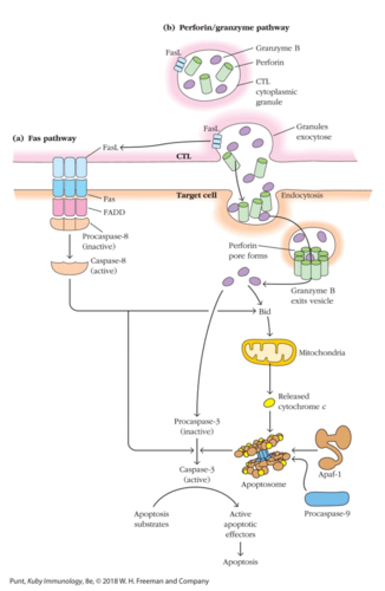 <p>triggers apoptosis; Fas is receptor for Fas Ligand (cell thats going to die express Fas on surface)</p><p>Fas + FasL = Apoptosis</p>