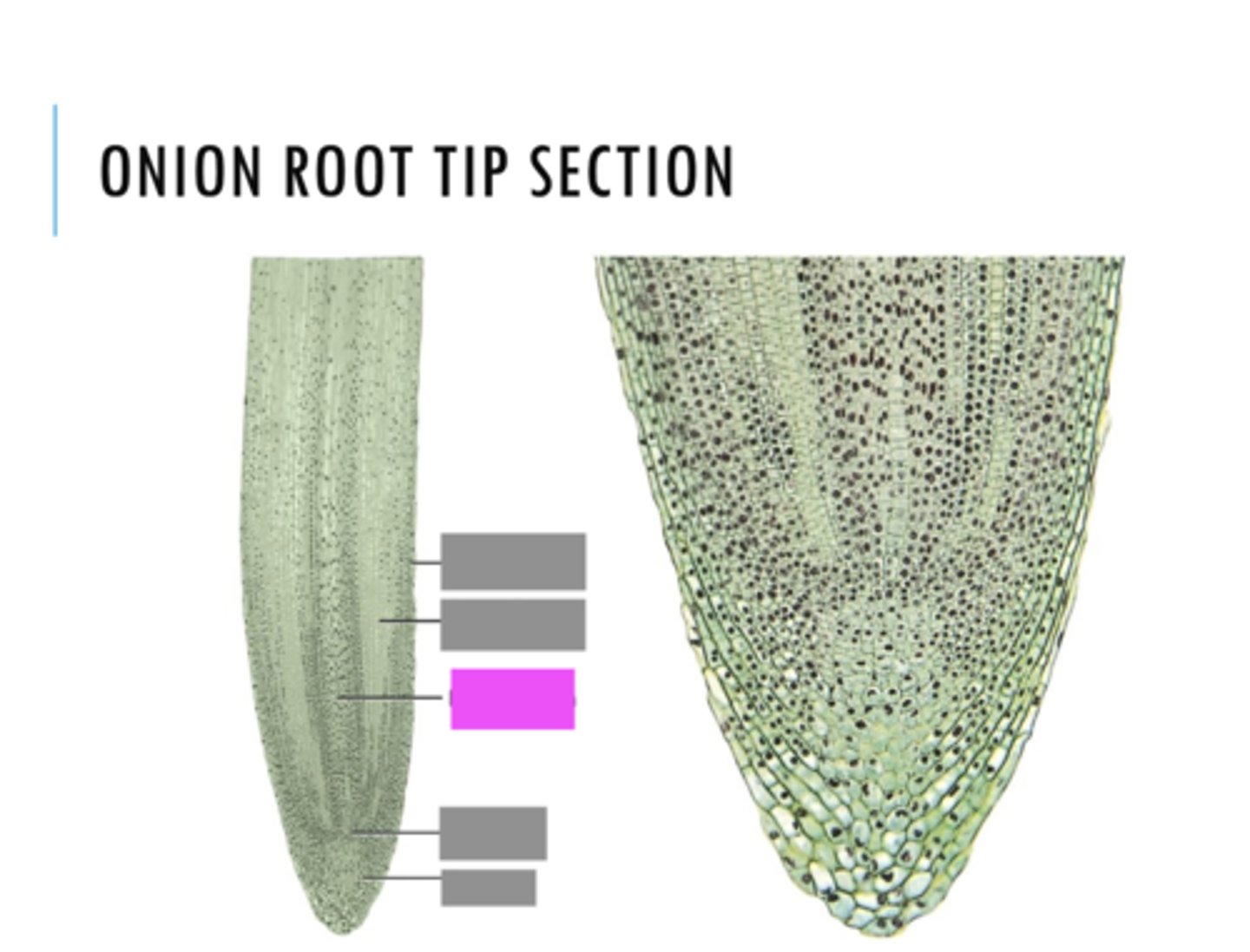 <p>Name the pink highlighted structure.</p>