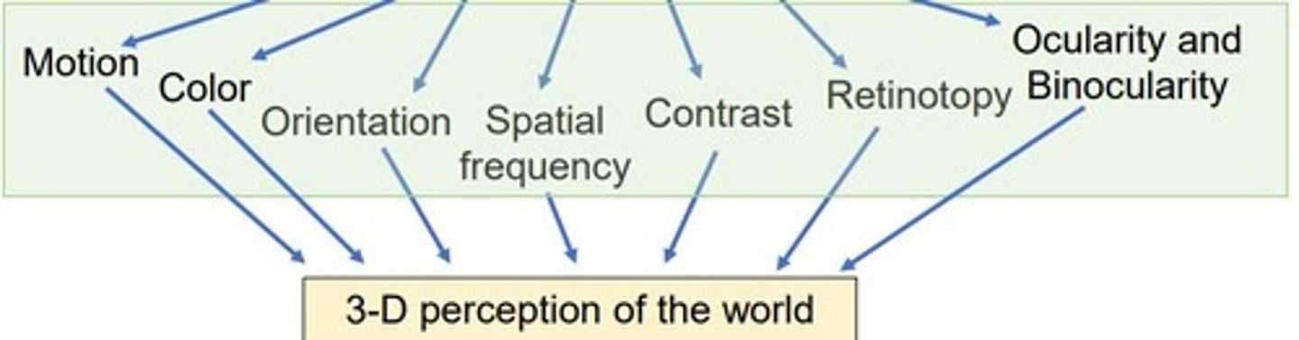 <p>MT neurons are primarily direction selective and respond to global motion, integrating local movements into a coherent percept.</p>