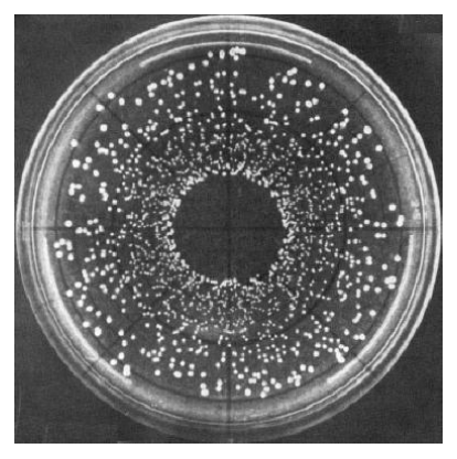 <p><strong>High density cells</strong> to be deposited <u>near the center of the plate</u>, then cells become <u>progressively fewer toward the edge</u></p>