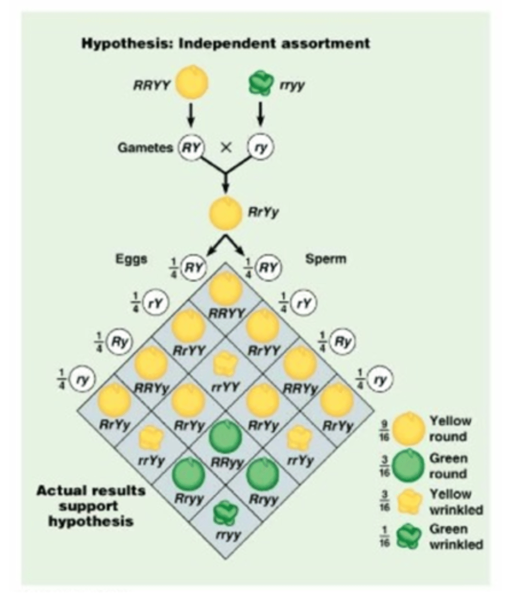 <p>Mendel's experimental F2 results were very close to the 9:3:3:1 ratio that the Punnett square shown predicts</p>