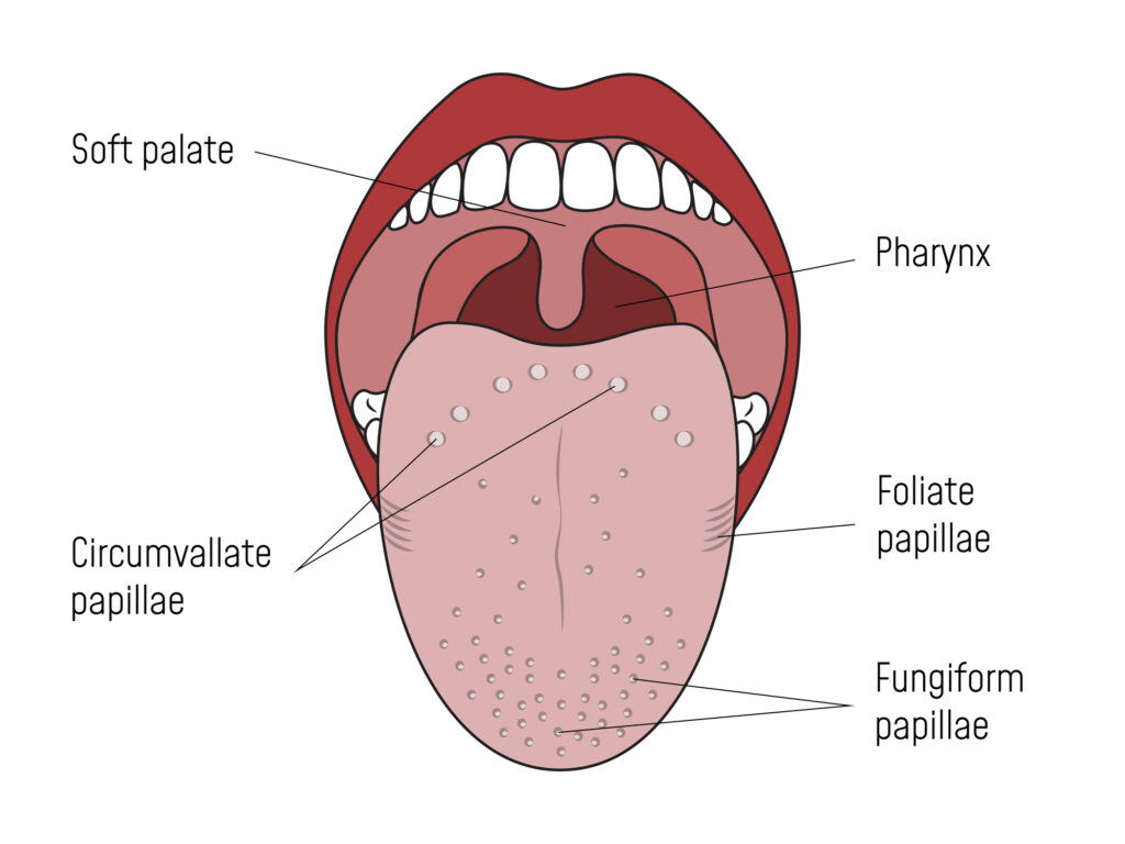 <p>Your tongue is covered with thousands of tiny taste buds. Taste buds contain special receptor cells that react to chemicals in foods. The information from the taste cells is sent to the brain through nerves, this tells you what flavours you are tasting. </p>