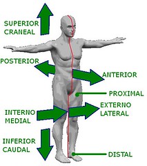 <p>Words used to explain relationships of locations of anatomical elements (distal, posterior, medial, etc.)</p>