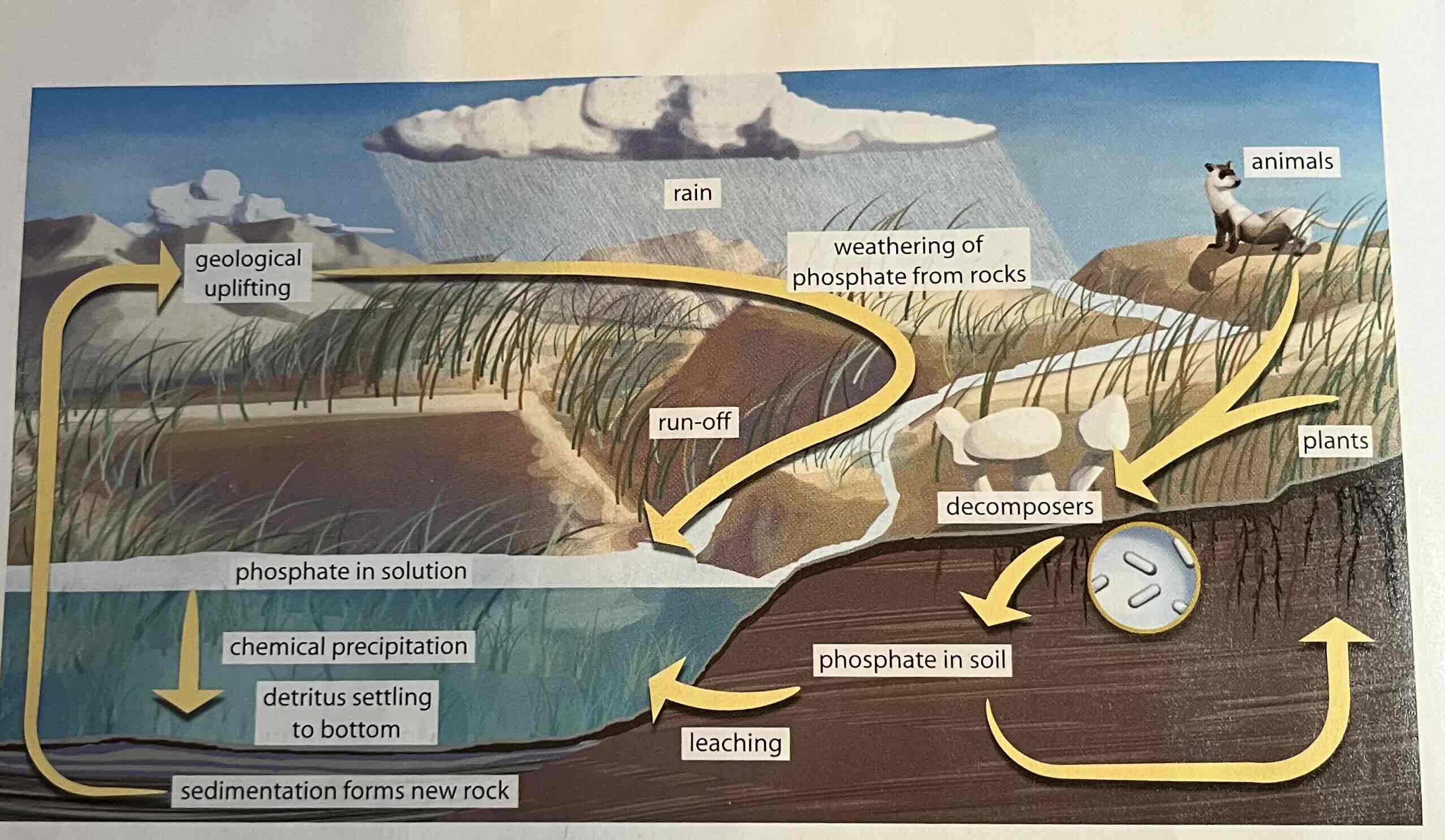 <p>The movement of phosphorus atoms from rocks through the biosphere and hydrosphere and back to rocks.</p>