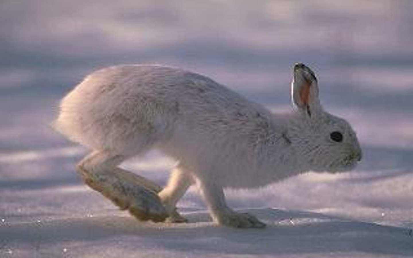 <p>Snowshoe Hare</p>