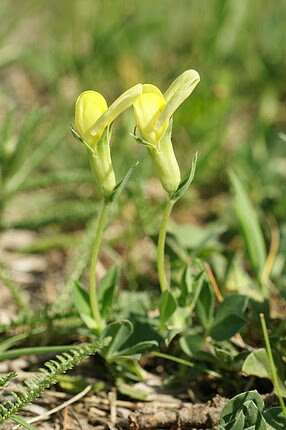 <p>bársonykerep</p>