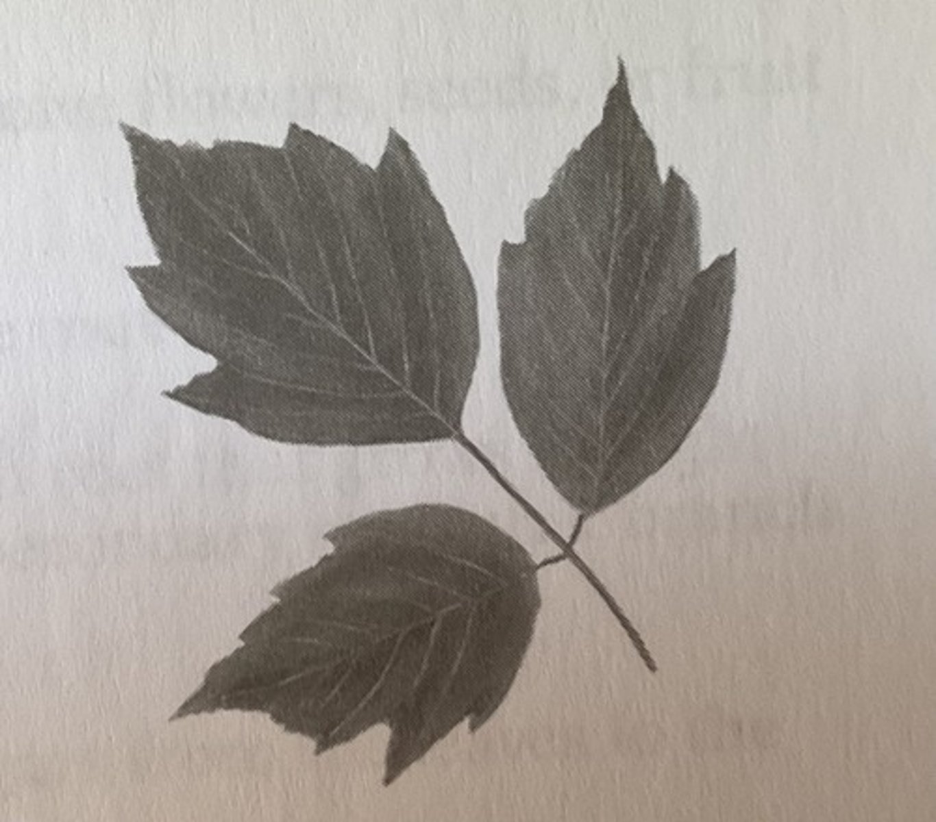 <p>This leaf is ______ compound .</p>
