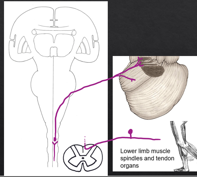 <p>(primary sensory neuron) Dorsal root ganglia (L and S)→ gracile tract→ dorsal thoracic nucleus of Clarke</p><p>(Secondary neuron) Dorsal  thoracic nucleus of clarke→ Dorsal spinocerebellar tract/ inferior cerebellar peduncle→ Fastigial nucleus/interposed nuclei</p>