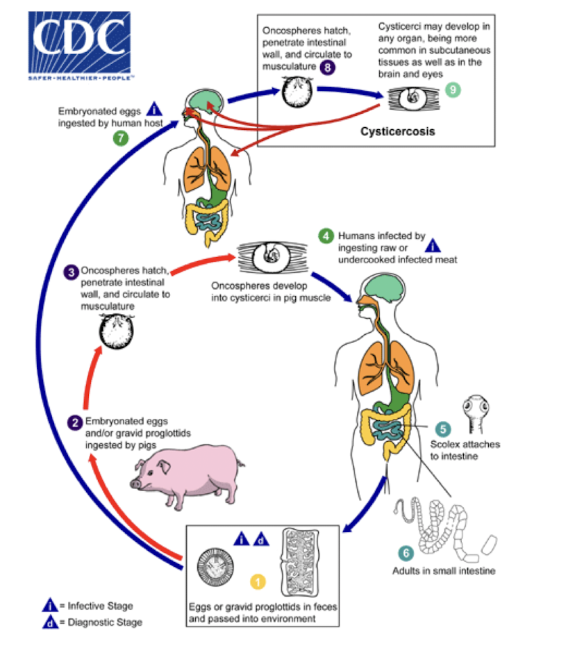 <p>Which helminths are <strong>tapeworms </strong>transmitted via <strong>ingestion</strong> of <strong>undercooked</strong> <strong>meat</strong> containing <strong>larvae</strong> or <strong>eggs</strong> (pork, beef) and <strong>fecal-oral route </strong>causing many symptoms including <strong>cysticercus/cysticercosis?</strong></p>