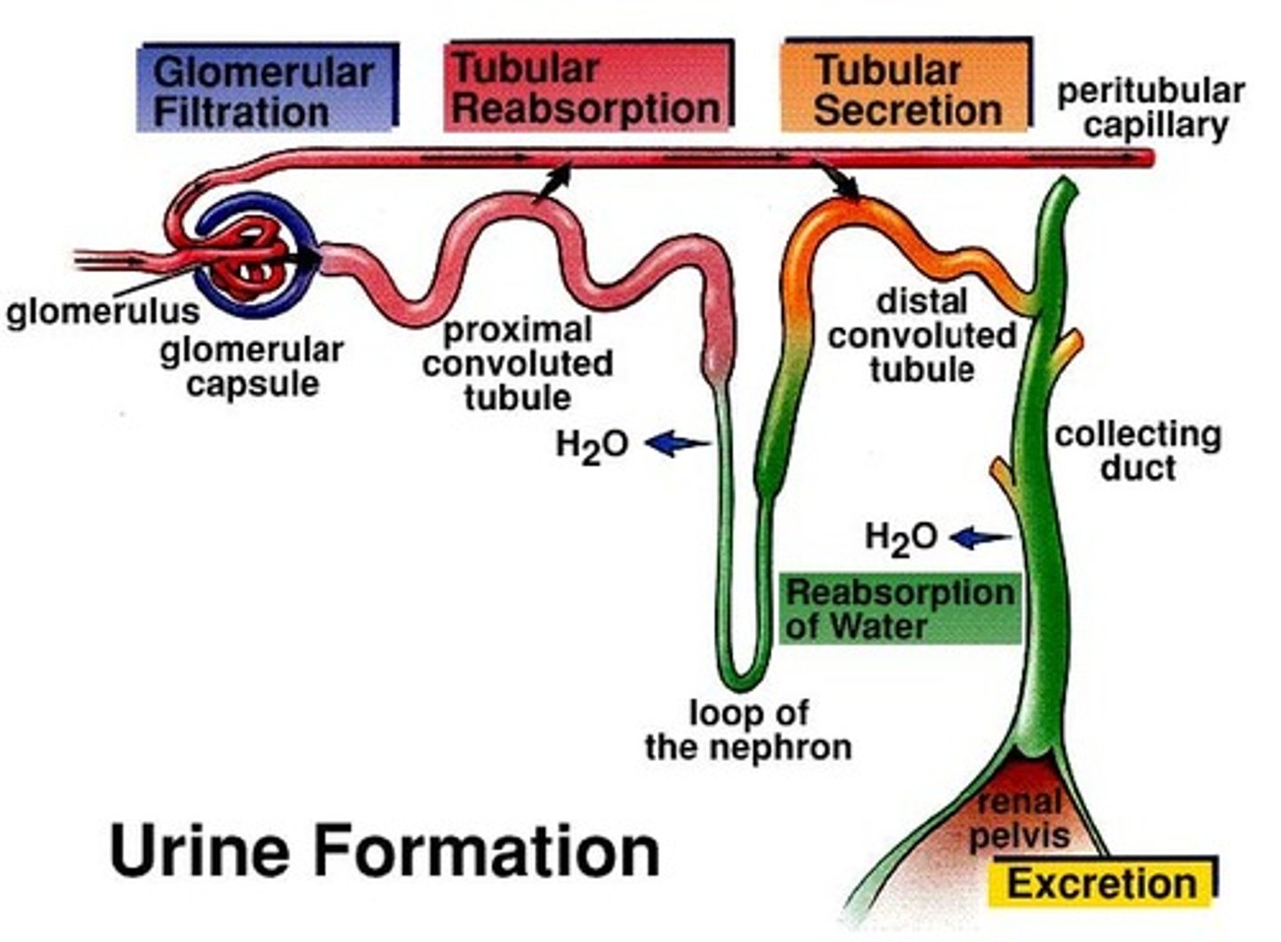 <p>• Glomerular filtration in glomerular capsule</p><p>• Tubular reabsorption at the proximal convoluted tubule</p><p>• Tubular secretion at the distal convoluted tubule</p>