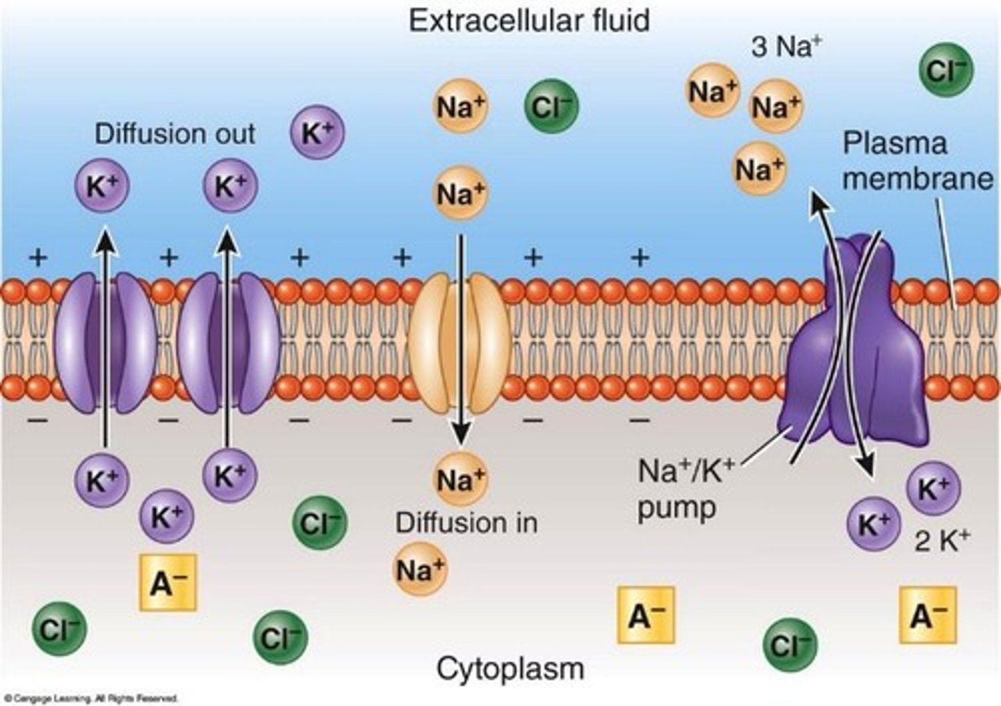 <p>Transport mechanism that moves 3 Na+ out and 2 K+ into the cell, requiring ATP.</p>
