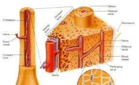 <p>dense, hard bone forming the shaft of long bones &amp; the outer layer of other bones</p>