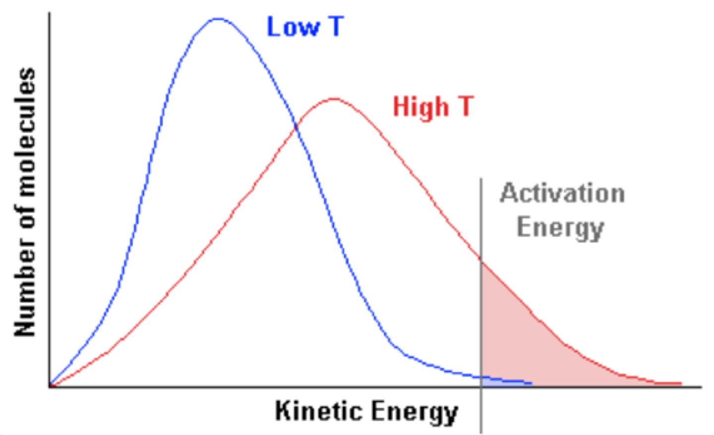<p>-particles have more kinetic energy</p><p>-causing particles to move around faster resulting in more frequent collisions</p><p>-proportion of successful collisions increases, meaning a higher proportion of particles possess the activation energy</p><p>-with higher temps, the Boltzmann curve flattens and shifts to the right</p><p>(opposite for a decrease in temp)</p>