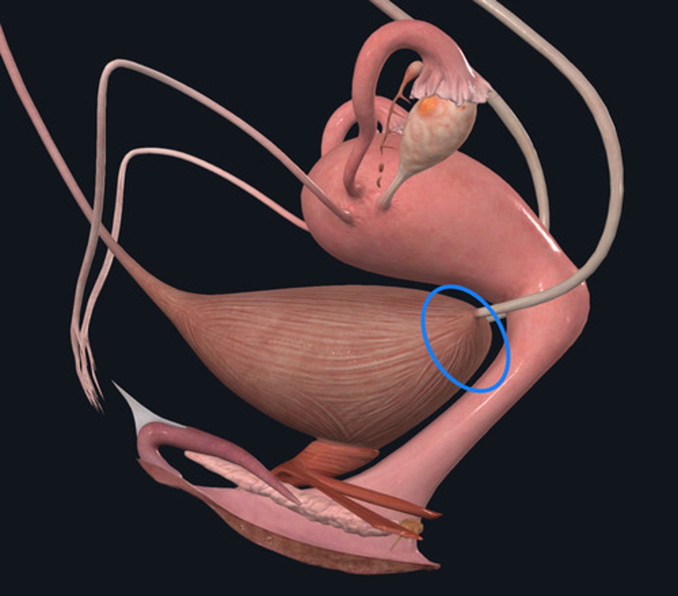 <p>ID Structural Landmark Circled Blue</p>