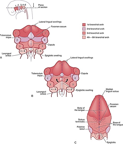 <p>Development of the Tongue — Summary:</p><ol><li><p>&nbsp;Begins with a small midline swelling called the tuberculum impar.</p></li><li><p>Lateral lingual swellings form on each side of it (from the 1st branchial arch).</p></li><li><p>These lateral swellings grow, merge, and overtake the tuberculum impar → forming the anterior two-thirds (body) of the tongue.</p></li><li><p>Their line of fusion forms the median lingual sulcus.</p></li><li><p>Behind this area, the copula (from 3rd and part of 4th arches) develops → forming the posterior one-third (base) of the tongue.</p></li><li><p>Posterior to the copula, the epiglottic swelling appears → becomes the epiglottis.</p></li></ol><p></p>