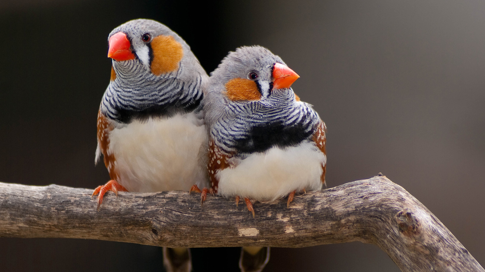 <p>Zebra Finch</p>