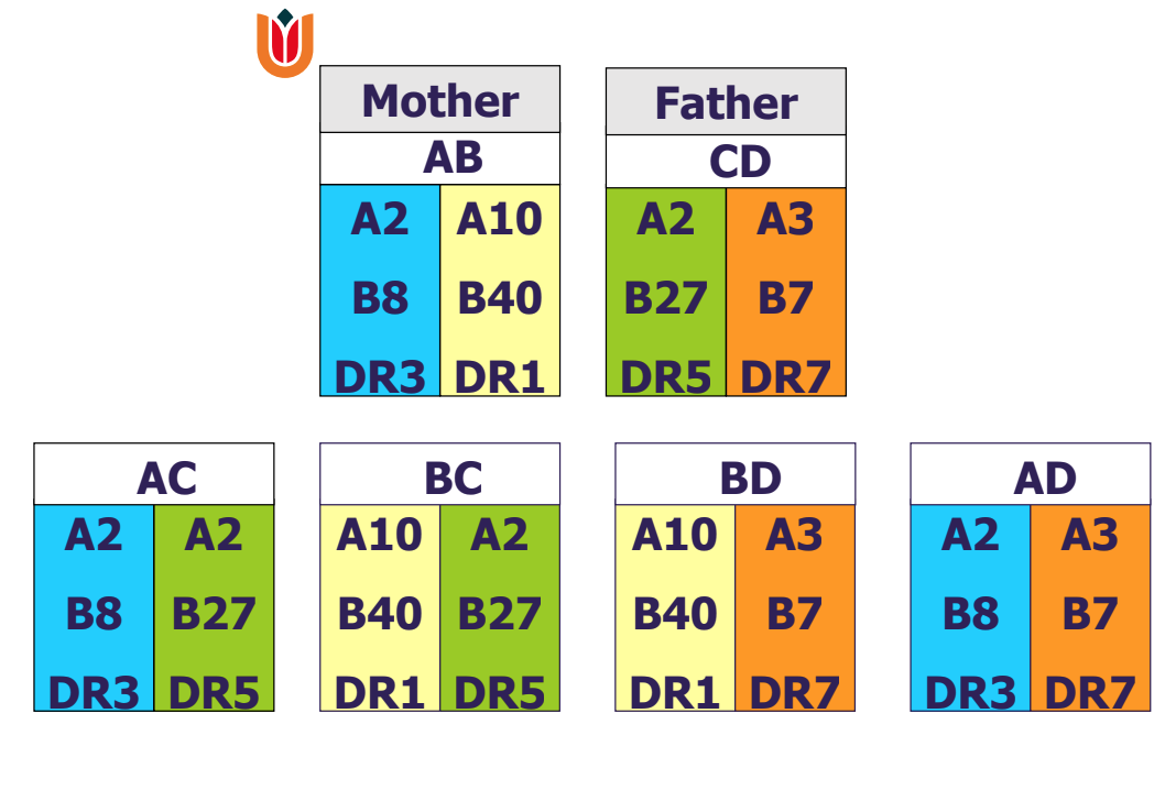 <p>Best/Worst fit - HLA matching</p>