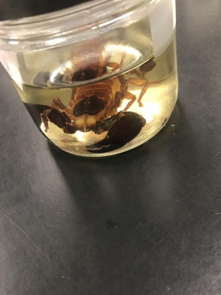 <p>For the following specimen(s), give the entire taxonomy and the name of the specimen(s)</p>