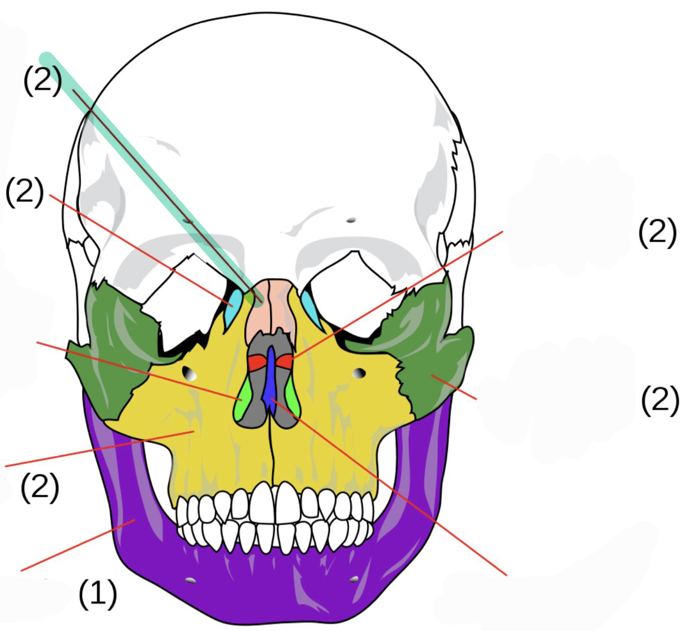 <p>Bridge of nose</p>